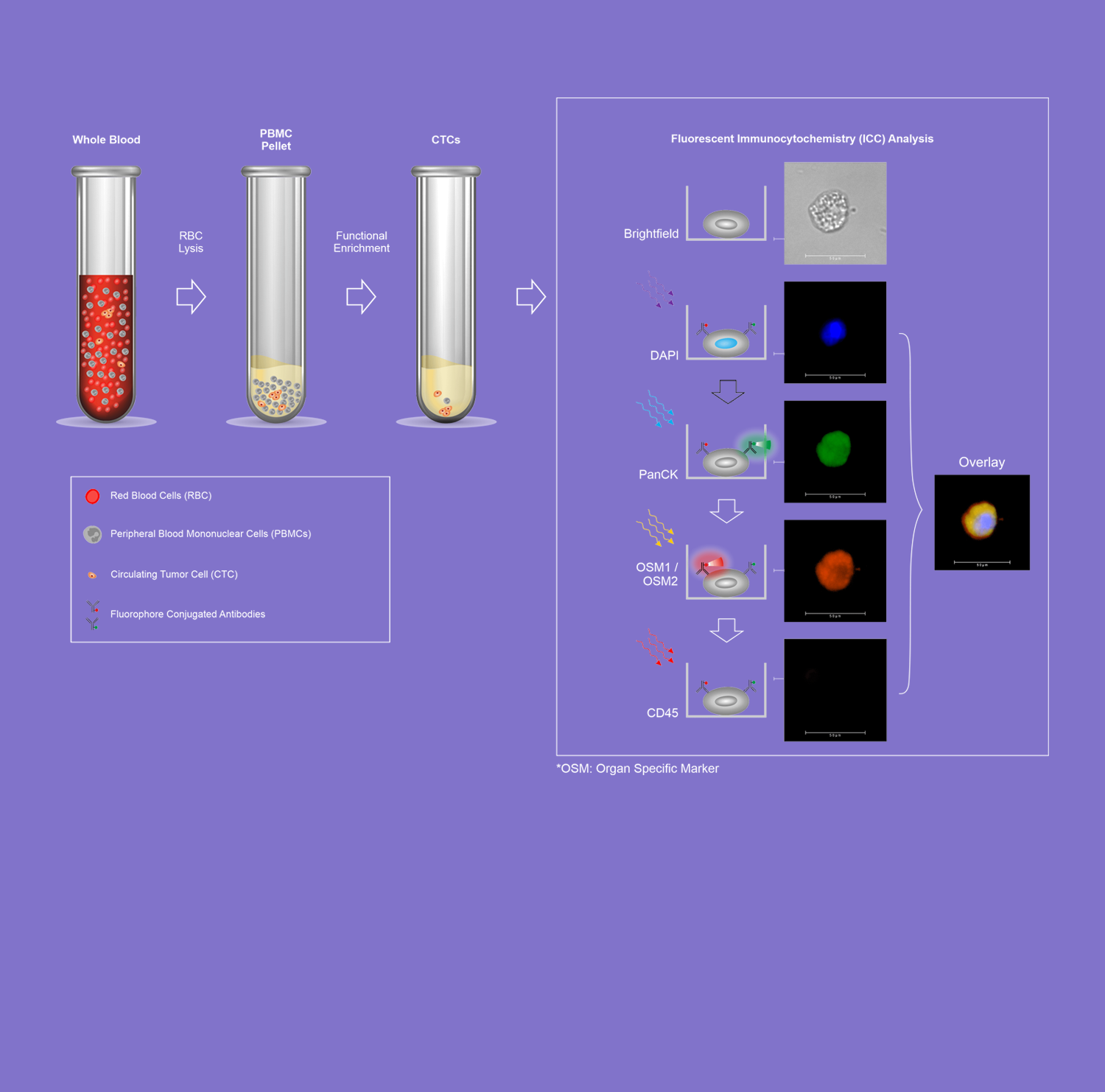 Tissue and organ of origin Specific Markers